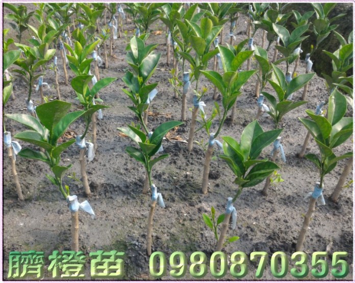 臍橙苗,財丁苗,肚臍柑苗,肚臍丁苗,森聯茂種苗園,0980-870355,臍橙樹苗,財丁樹苗,肚臍柑樹苗,肚臍丁樹苗,財丁苗買賣,財丁苗批發
