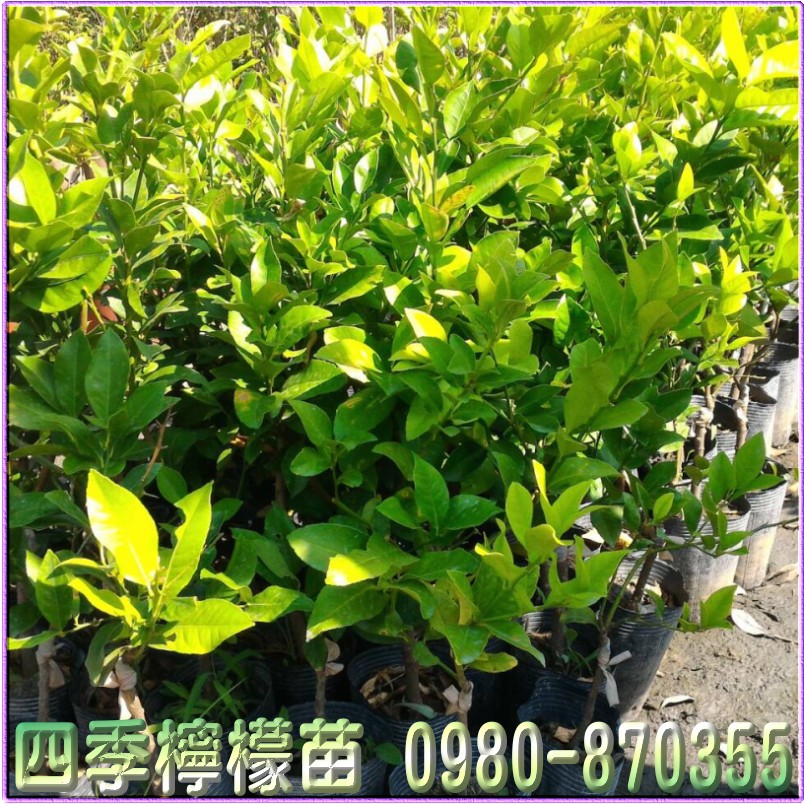 四季檸檬苗,森聯茂種苗園,0980-870355,四季檸檬苗買賣,檸檬苗,四季檸檬樹苗,四季檸檬種苗,四季檸檬果苗,檸檬苗買賣,檸檬苗批發