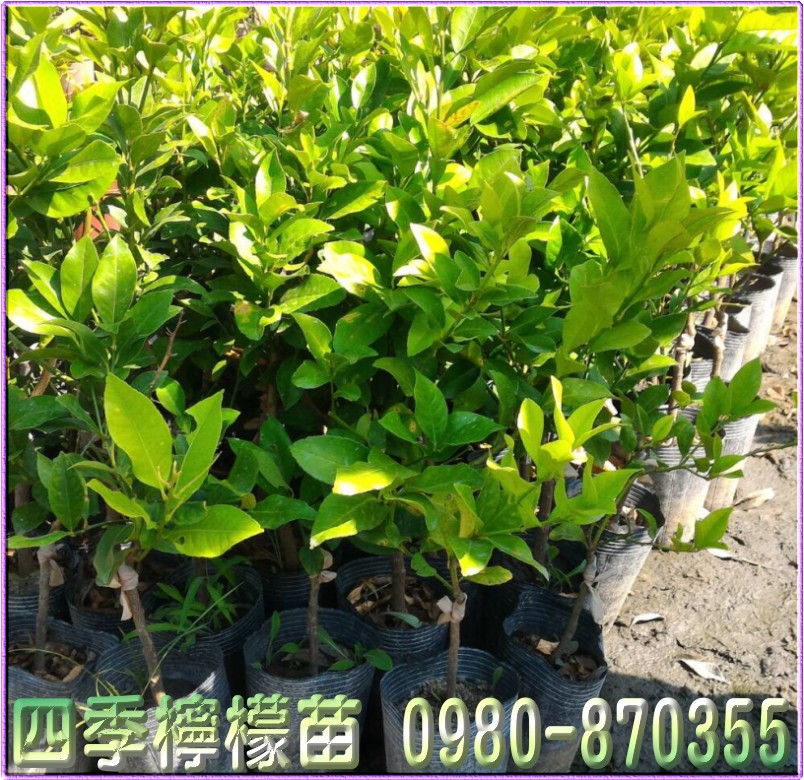 四季檸檬苗,森聯茂種苗園,0980-870355,四季檸檬苗買賣,檸檬苗,四季檸檬樹苗,四季檸檬種苗,四季檸檬果苗,檸檬苗買賣,檸檬苗批發