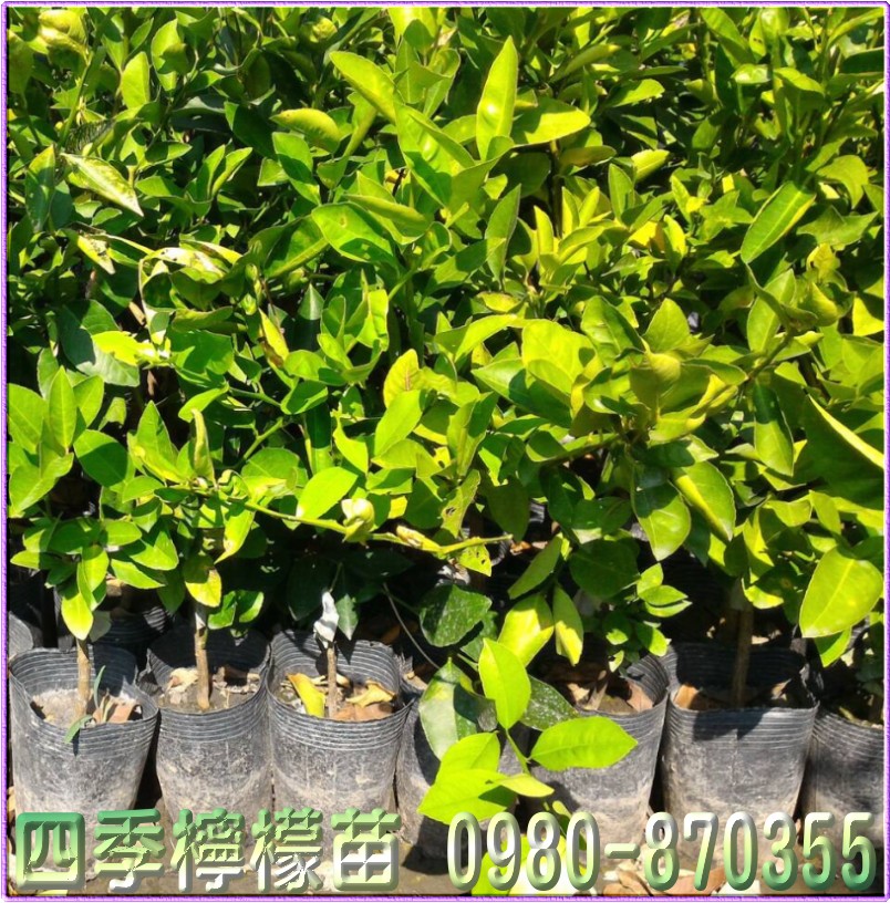 四季檸檬苗,森聯茂種苗園,0980-870355,四季檸檬苗買賣,檸檬苗,四季檸檬樹苗,四季檸檬種苗,四季檸檬果苗,檸檬苗買賣,檸檬苗批發