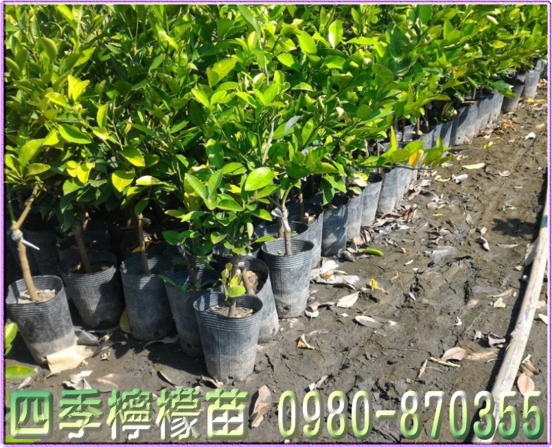 四季檸檬苗,森聯茂種苗園,0980-870355,四季檸檬苗買賣,檸檬苗,四季檸檬樹苗,四季檸檬種苗,四季檸檬果苗,檸檬苗買賣,檸檬苗批發