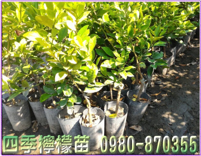 四季檸檬苗,森聯茂種苗園,0980-870355,四季檸檬苗買賣,檸檬苗,四季檸檬樹苗,四季檸檬種苗,四季檸檬果苗,檸檬苗買賣,檸檬苗批發