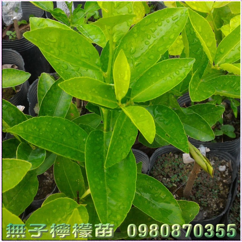 無子檸檬苗,無籽檸檬苗