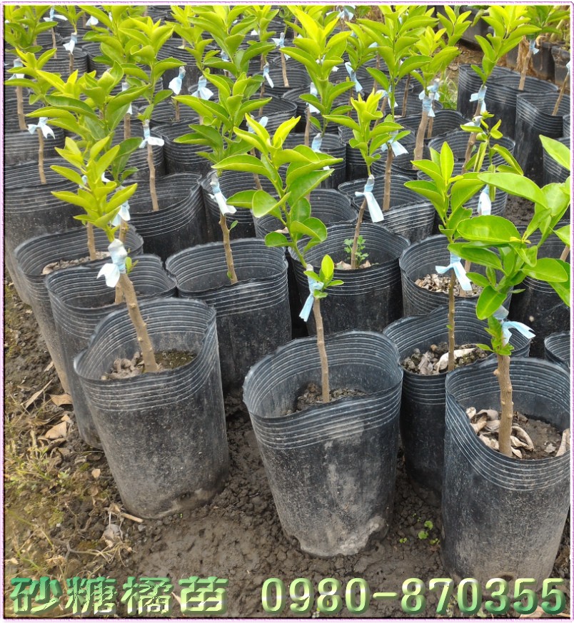 砂糖橘苗买卖