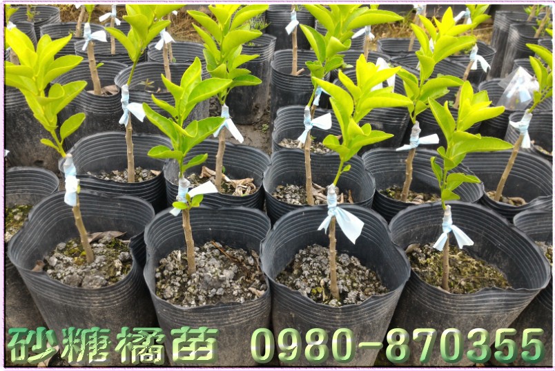 砂糖橘苗批发