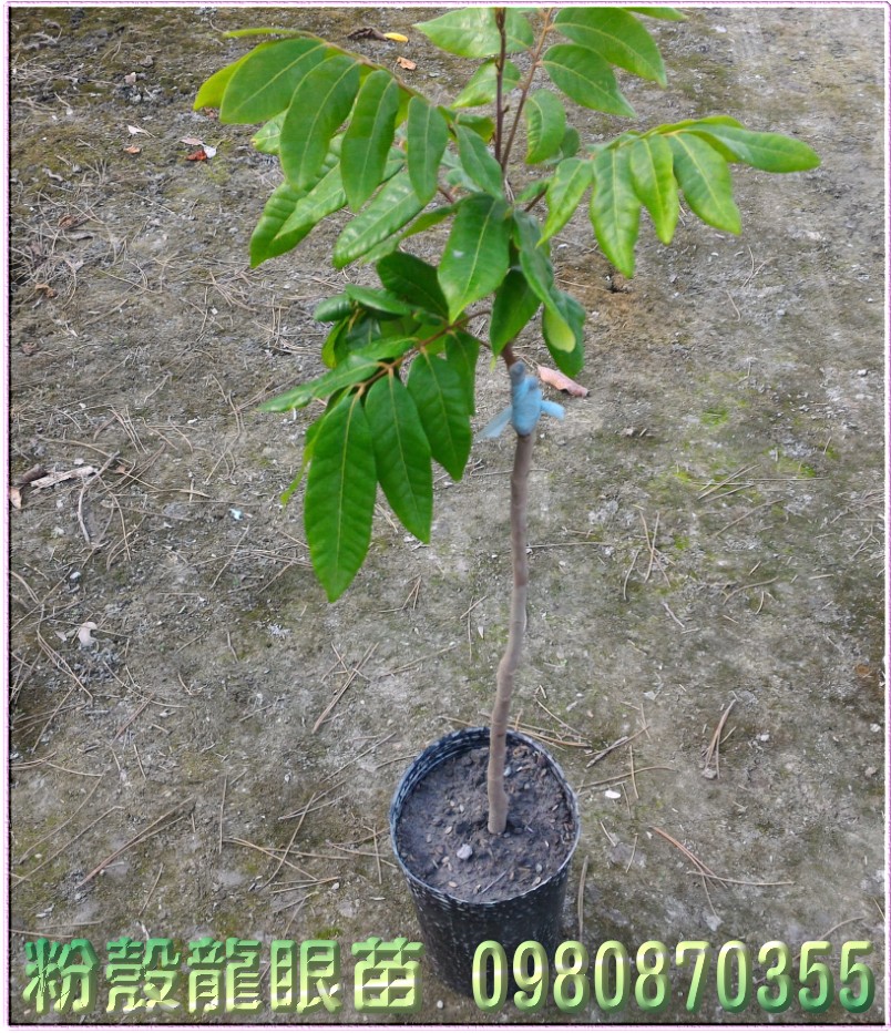 粉壳龙眼苗,粉壳龙眼树苗,龙眼苗,龙眼树苗