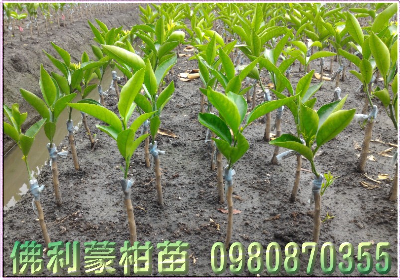 佛利蒙柑树苗