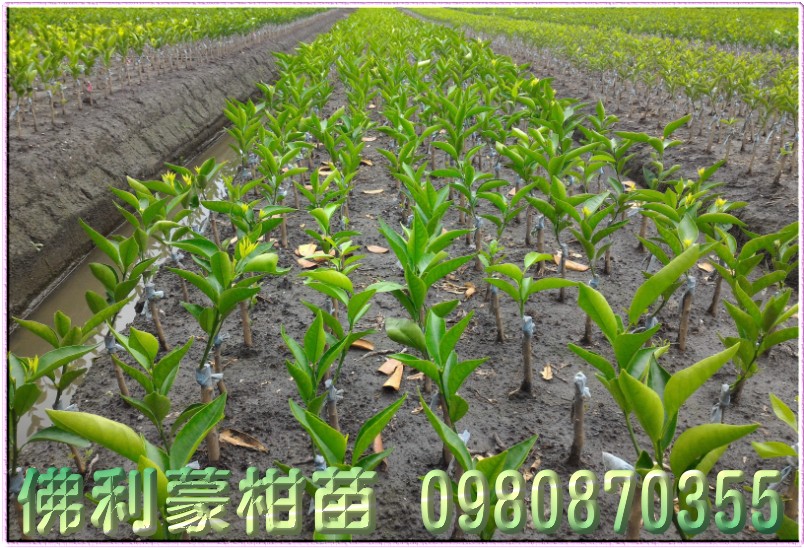 佛利蒙柑种苗,佛利蒙柑苗买卖,佛利蒙柑苗批发