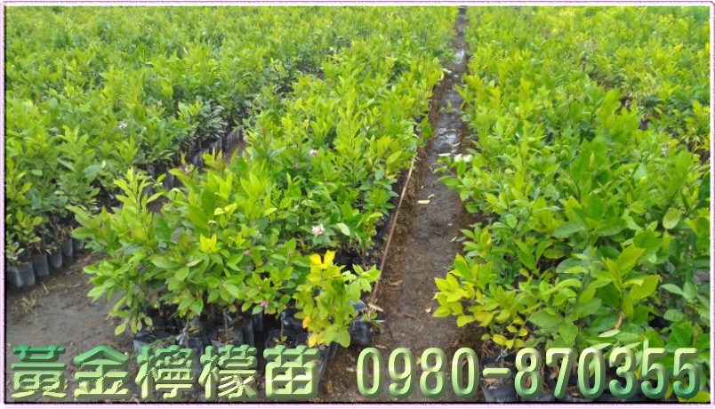 黄金柠檬苗批发