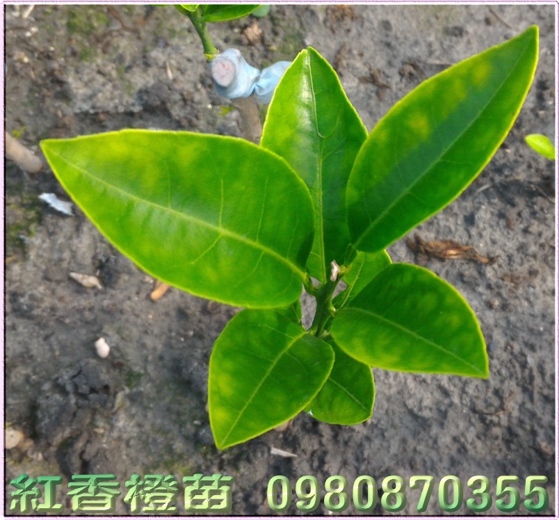 红江橙苗