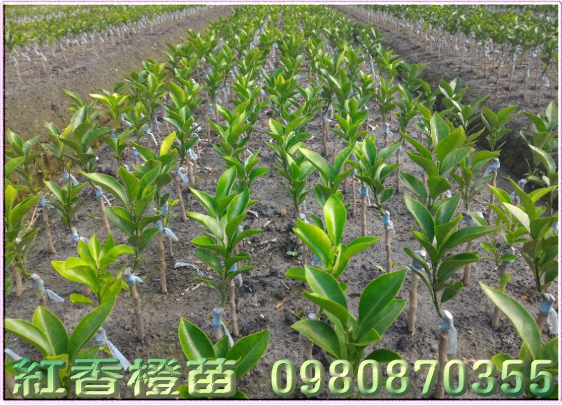 红江橙树苗