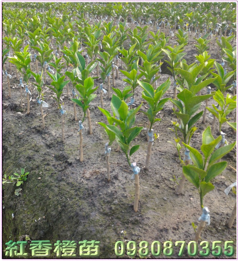 红香橙树苗