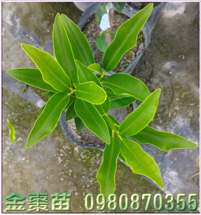 金枣苗,金柑苗,森联茂种苗园,0980-870355,金枣树苗,金柑树苗,金枣苗买卖,金柑苗买卖,金枣苗批发,金柑苗批发