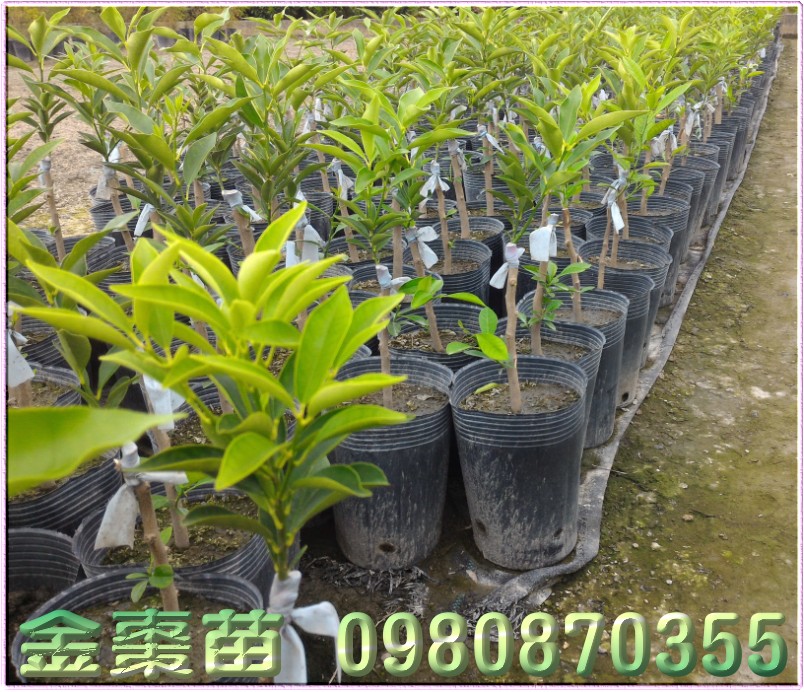 金枣苗买卖