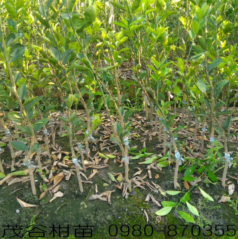 茂谷柑树苗