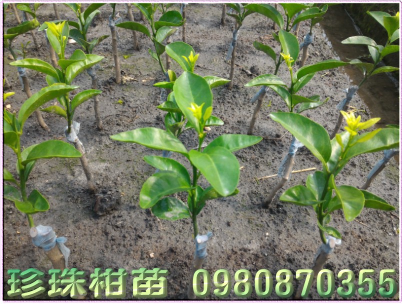 珍珠柑种苗