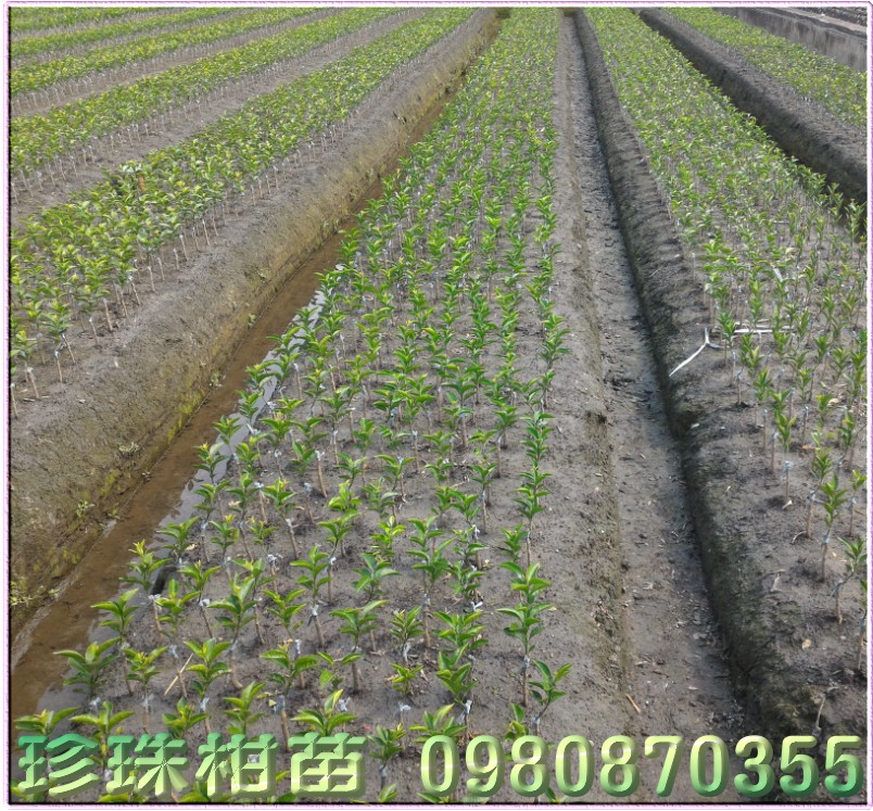 珍珠柑苗买卖