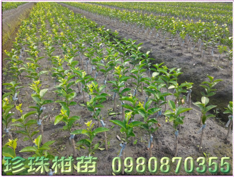 珍珠柑苗批发