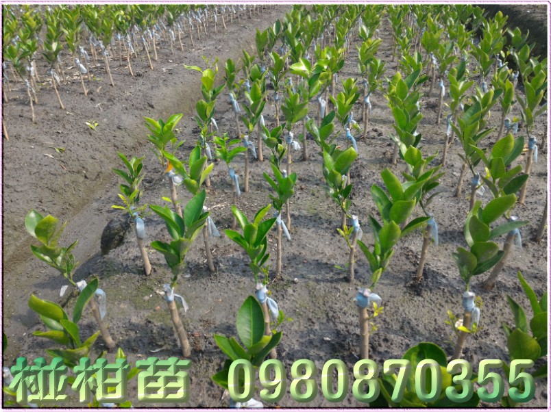 椪柑树苗