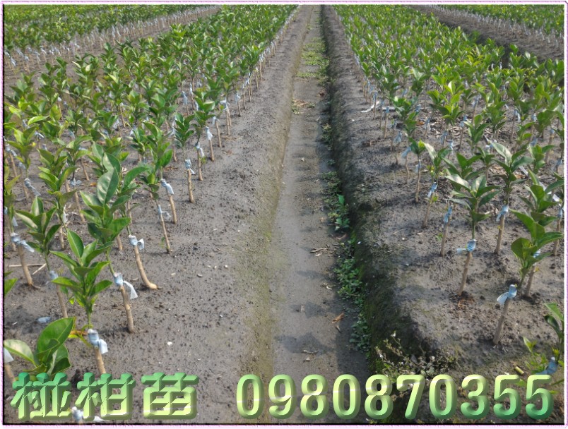 椪柑种苗,椪柑苗买卖,椪柑苗批发