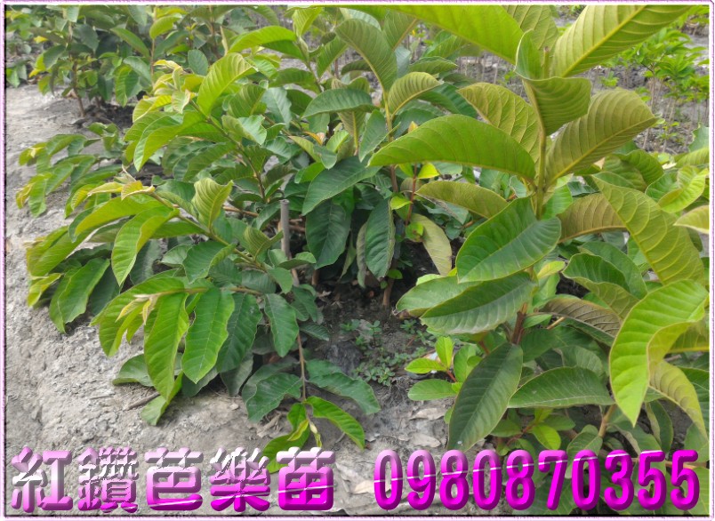 红钻芭乐苗