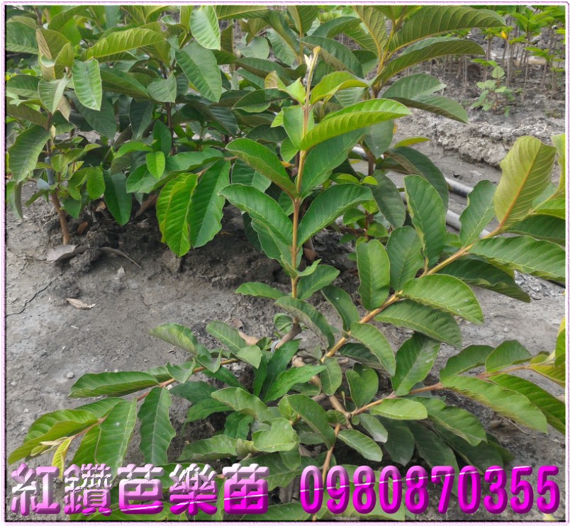红钻芭乐树苗