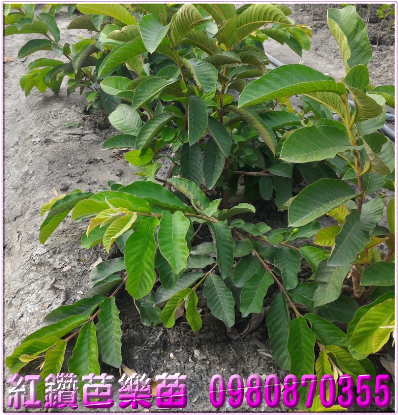 红钻芭乐果苗