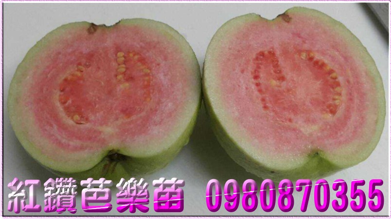 芭乐树苗