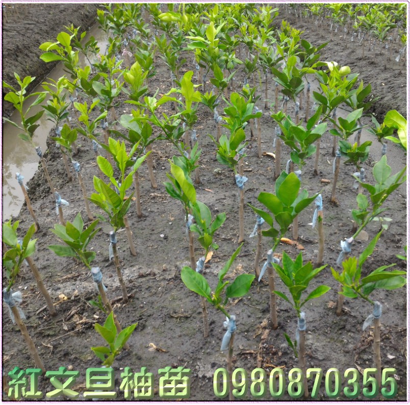 红文旦苗批发