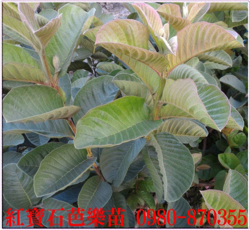 红宝石芭乐树苗