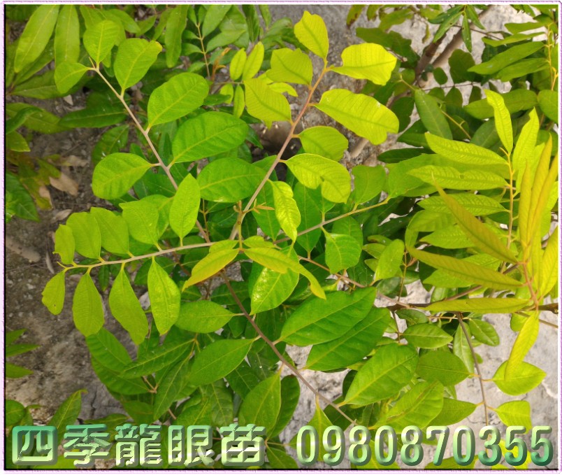 龙眼苗,龙眼树苗,龙眼果苗,龙眼种苗