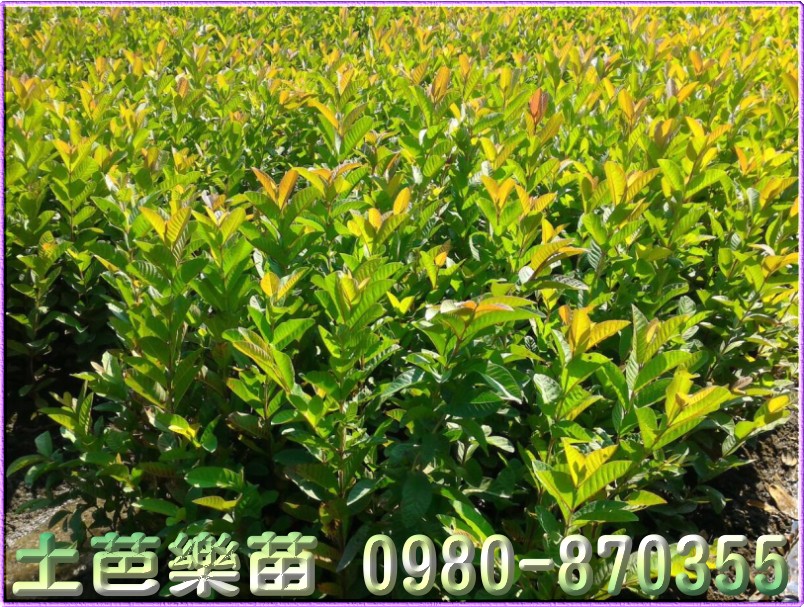 芭乐树苗
