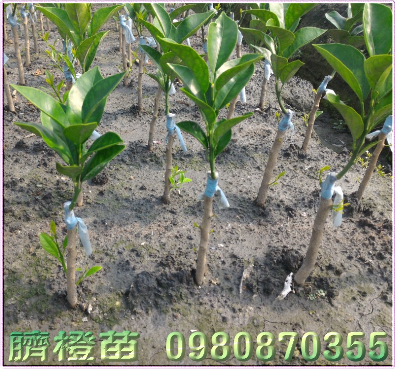 脐橙树苗,财丁树苗,肚脐柑树苗,肚脐丁树苗