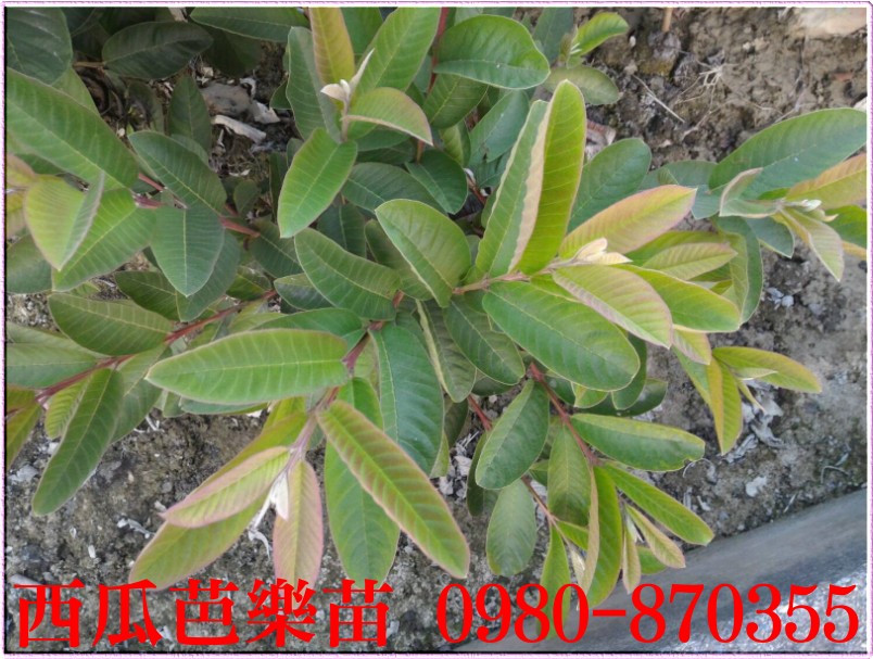 西瓜芭乐树苗