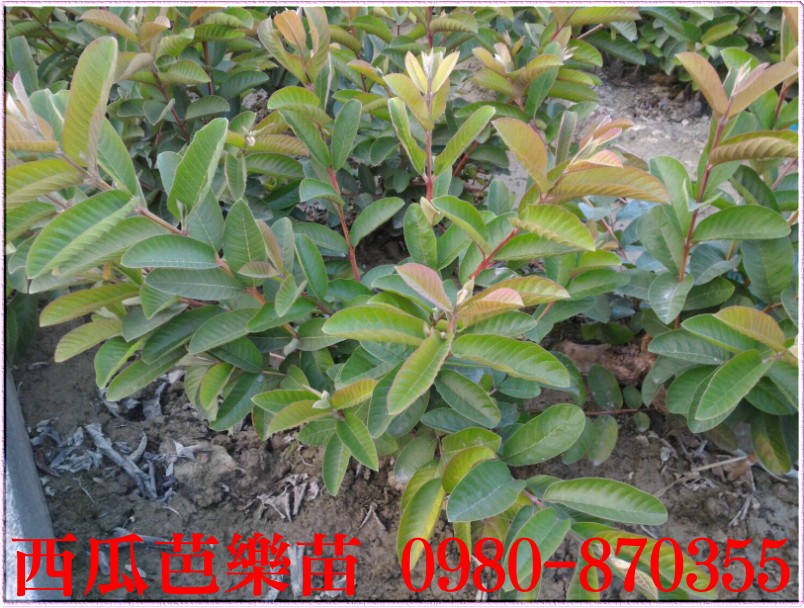 西瓜芭乐苗批发