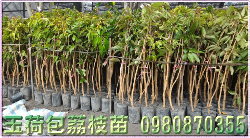 玉荷包荔枝苗批发,荔枝苗,荔枝树苗,荔枝苗买卖,荔枝苗批发