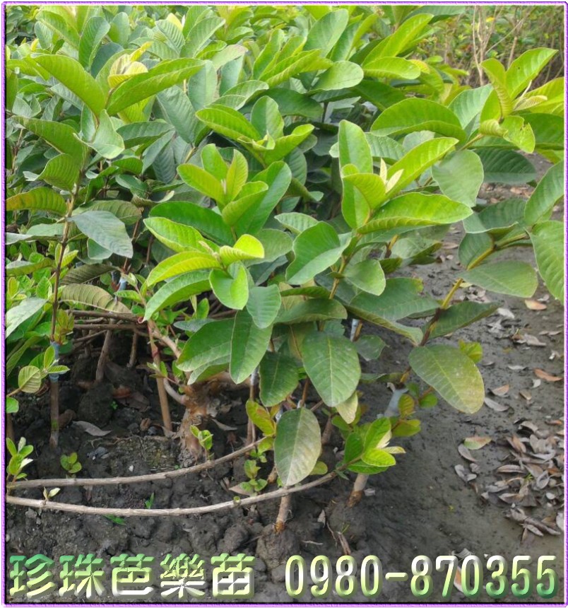 珍珠芭乐树苗