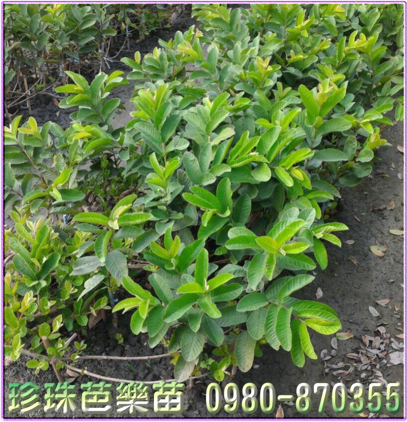 珍珠芭乐果苗