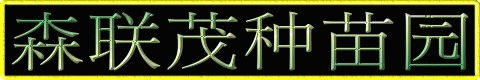 金枣苗,金柑苗,0980-870355,森联茂种苗园,金枣树苗,金柑树苗,金枣苗买卖,金柑苗买卖,金枣苗批发,金柑苗批发