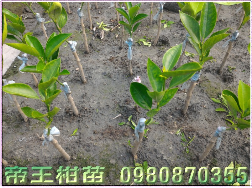 帝王柑苗,0980870355,林聯肯,森聯茂種苗園,帝王柑樹苗,帝王柑果苗,帝王柑種苗,帝王柑苗買賣,帝王柑苗批發