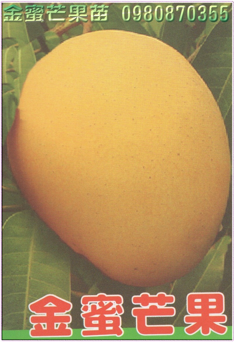 金蜜芒果種苗,金蜜芒果果苗,芒果樹苗,芒果種苗,芒果果苗,芒果苗買賣,芒果苗批發