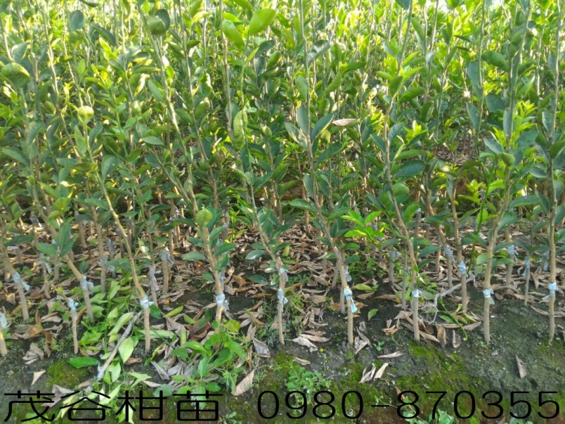 茂谷柑苗,0980870355,林聯肯,森聯茂種苗園,茂谷柑樹苗,茂谷柑種苗,茂谷橘苗,茂谷柑,茂谷柑苗買賣,茂谷柑苗批發,茂谷柑苗出售