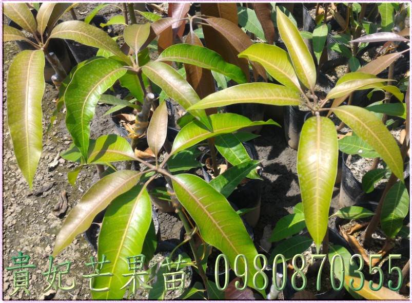 貴妃芒果果苗,芒果樹苗,芒果種苗,芒果果苗,芒果苗買賣,芒果苗批發
