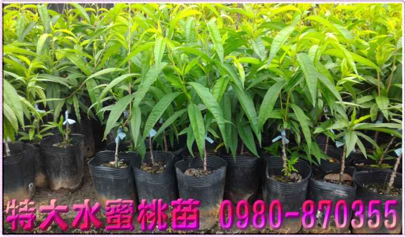 特大水蜜桃苗