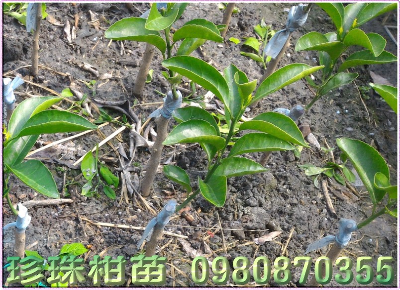 珍珠柑苗