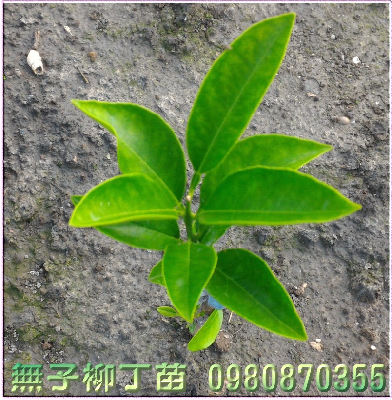 無子柳丁苗,無籽柳丁苗,0980870355,林聯肯,森聯茂種苗園,無子柳丁樹苗,無籽柳丁樹苗,無子柳丁果苗,無籽柳丁果苗,無子柳丁種苗,無籽柳丁種苗,無子柳丁苗買賣,無子柳丁苗批發