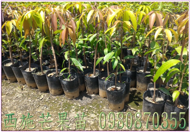 西施芒果種苗,西施芒果果苗,芒果樹苗,芒果種苗,芒果果苗,芒果苗買賣,芒果苗批發