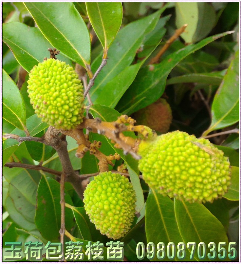 玉荷包荔枝苗