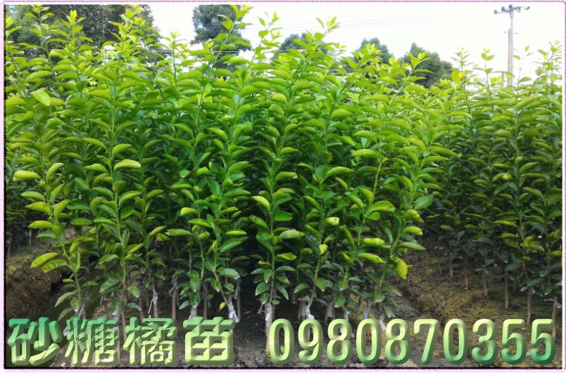 砂糖橘苗,森聯茂種苗園,0980-870355,砂糖橘種苗,砂糖橘果苗,砂糖橘樹苗,砂糖橘苗買賣,砂糖橘苗批發