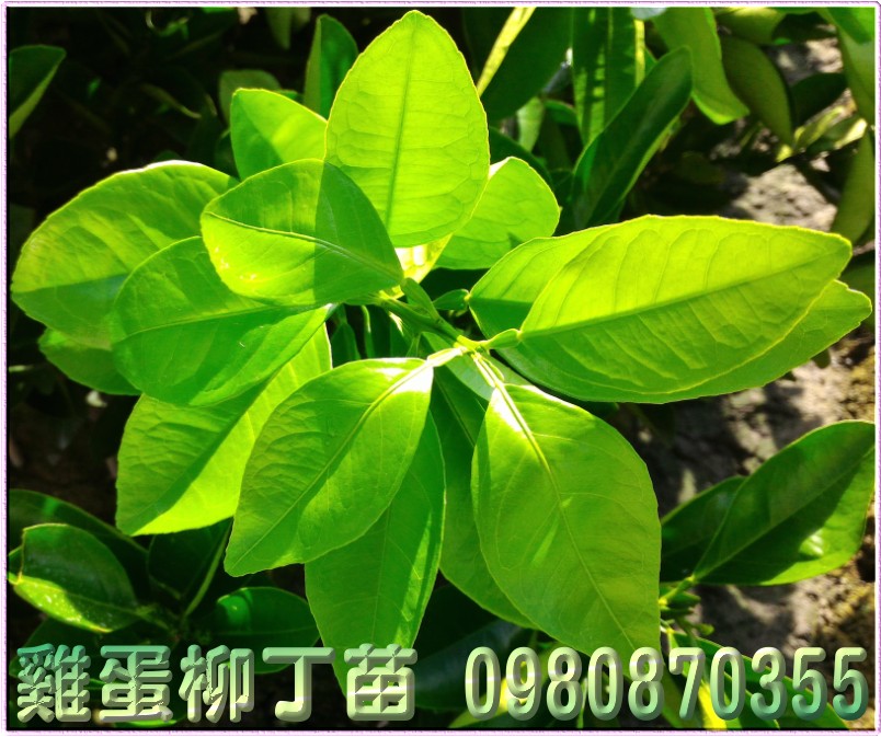 雞蛋丁苗,雞蛋柳丁苗,森聯茂種苗園,0980-870355,雞蛋丁樹苗,雞蛋柳丁樹苗,雞蛋丁苗買賣,雞蛋柳丁苗買賣,雞蛋丁苗批發,雞蛋柳丁苗批發